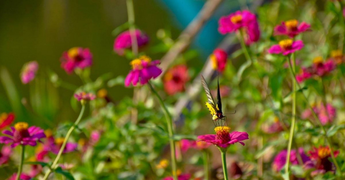 Květy ostálek (Zinnia) Květy ostálek (Zinnia)