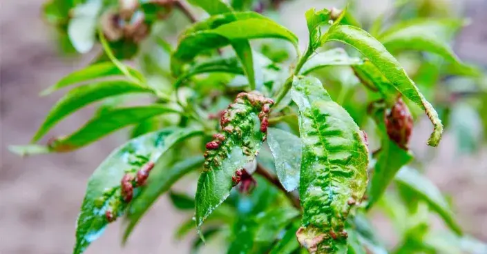 Listy broskvoně napadené kadeřavostí Listy broskvoně napadené kadeřavostí