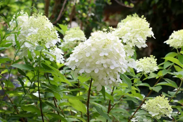 Hortenzie latnatá ‘Limelight‘ (Hydrangea paniculata)