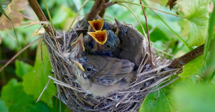 Ptačí hnízdo s mláďaty