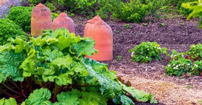 Záhon s rebarborou a terakotovými nádobami Záhon s rebarborou a terakotovými nádobami