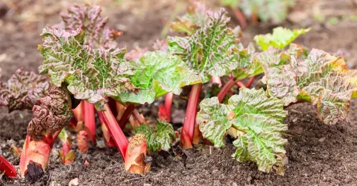 Rašící listy rebarbory Rašící listy rebarbory