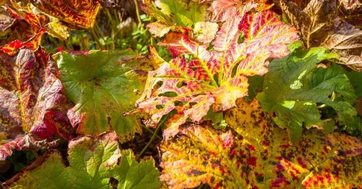 Listy rebarbory na podzim Listy rebarbory na podzim