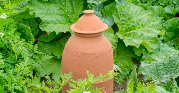 Rebarbora a terakotová nádoba Rebarbora a terakotová nádoba