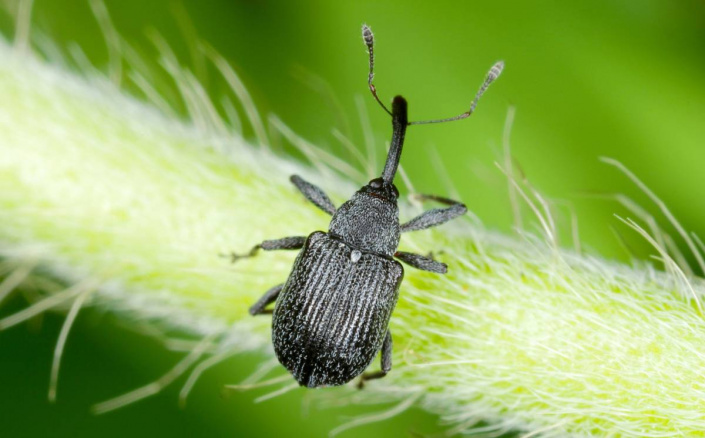 Květopas jahodníkový (Anthonomus rubi) Květopas jahodníkový (Anthonomus rubi)