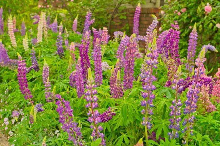 Lupina mnoholistá (Lupinus polyphyllus) Lupina mnoholistá (Lupinus polyphyllus)