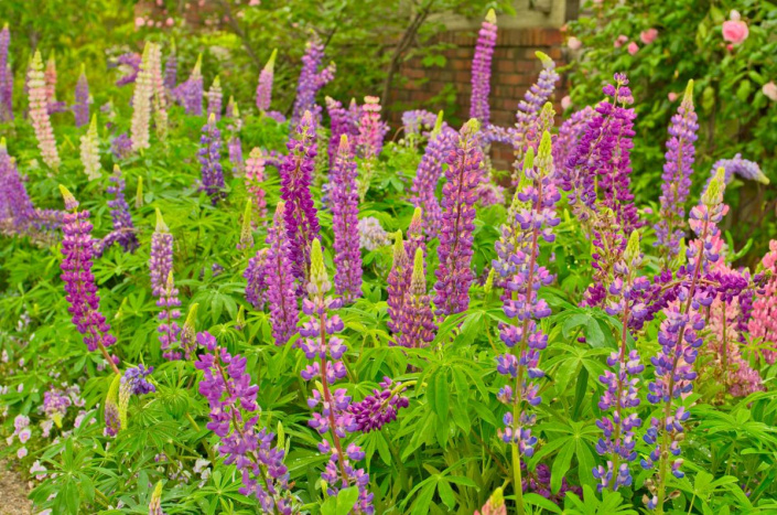 Lupina mnoholistá (Lupinus polyphyllus)