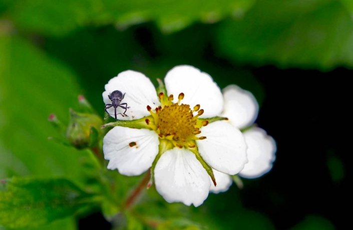 Květopas jahodníkový (Anthonomus rubi)