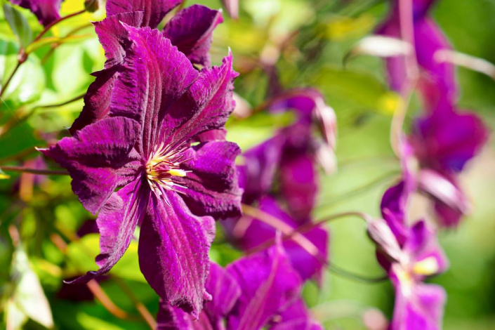 Plamének vlašský (Clematis viticella)