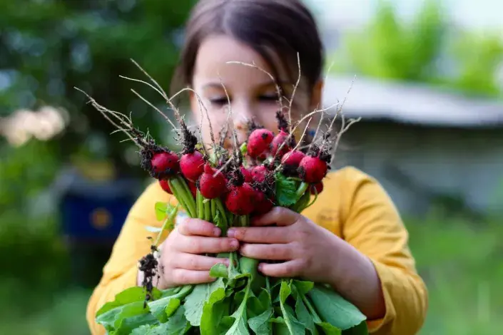 Holčička se sklizenými ředkvičkami Holčička se sklizenými ředkvičkami