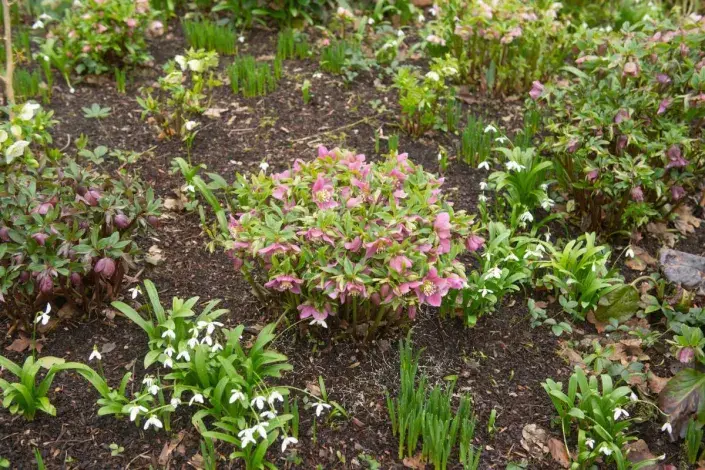 Záhon s čemeřicemi a jarními cibulovinami Záhon s čemeřicemi a jarními cibulovinami