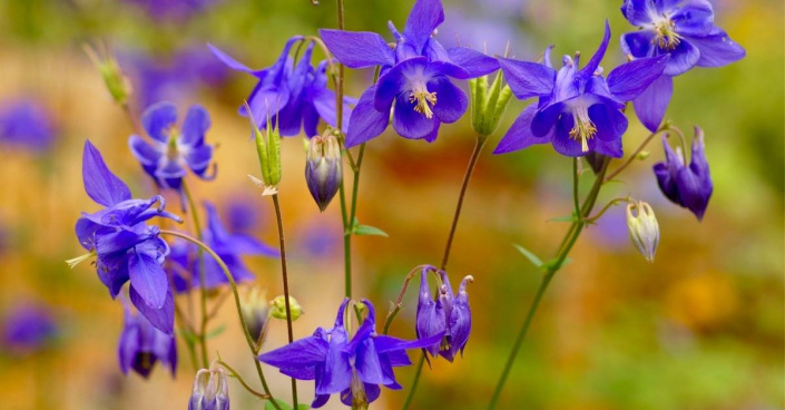 Orlíček obecný (Aquileia vulgaris)