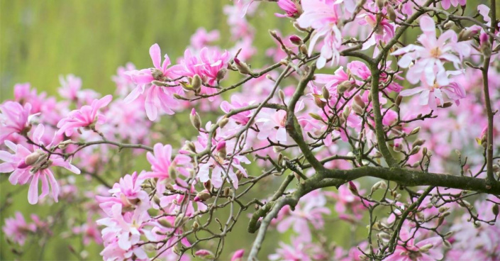 Odrůda ’Leonard Messel’ šácholanu Loebnerova (Magnolia loebneri)