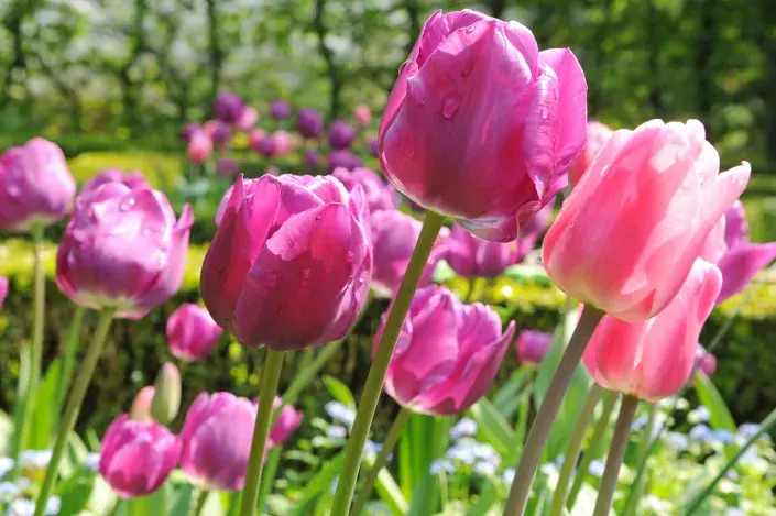 Tulipán 'Negrita' Tulipán 'Negrita'