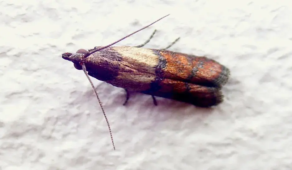 Zavíječ paprikový Zavíječ paprikový