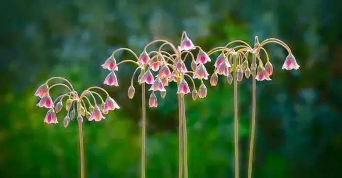 Česnek sicilský Česnek sicilský