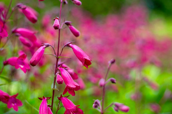 Květy dračíku (Penstemon)