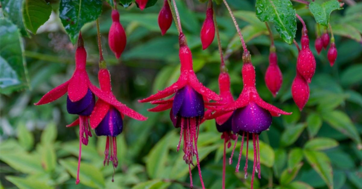 Fuchsie 'Tom Thumb' Fuchsie 'Tom Thumb'