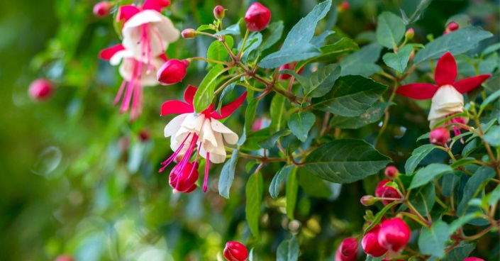 Fuchsie 'Alice Hoffman'