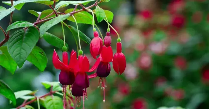 Květy fuchsií Květy fuchsií