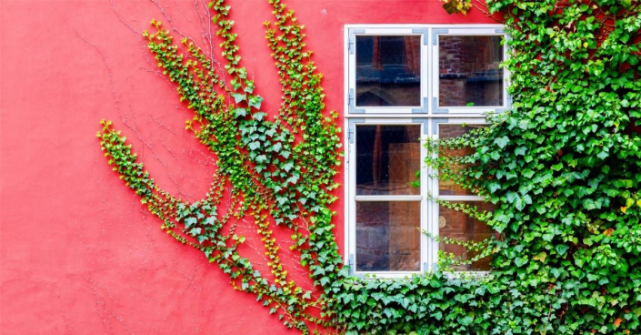 Zelený břečťan na červené zdi