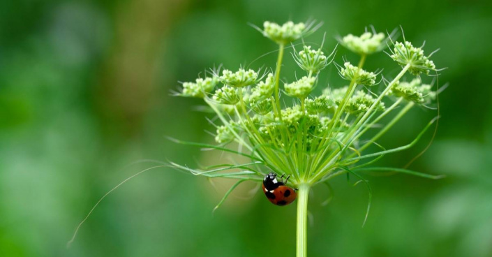 Pakmín větší (Ammi majus)