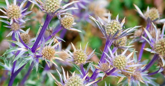 Máčka Bourgatova (Eryngium bourgatii) Máčka Bourgatova (Eryngium bourgatii)