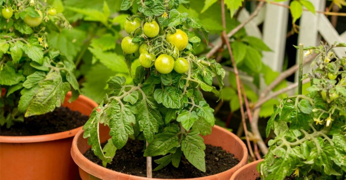 Rostlina cherry rajčete v květináči Rostlina cherry rajčete v květináči