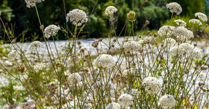 Pakmín větší (Ammi majus)