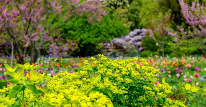 Pryšec (Euphorbia) 