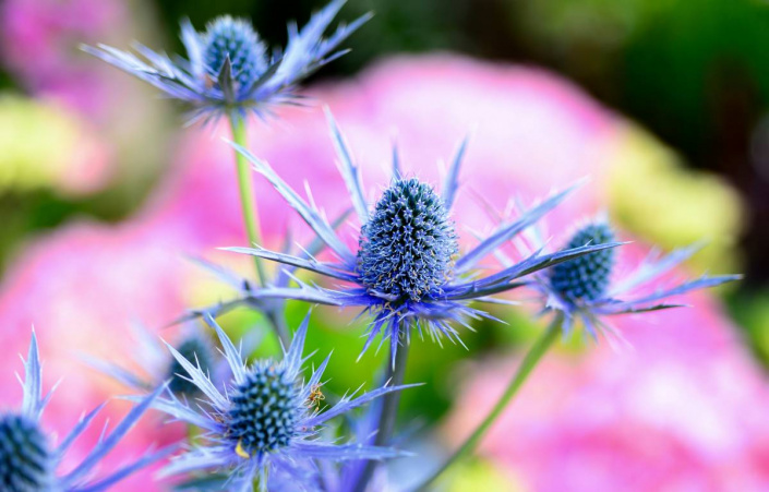 Máčka plocholistá (Eryngium planum)