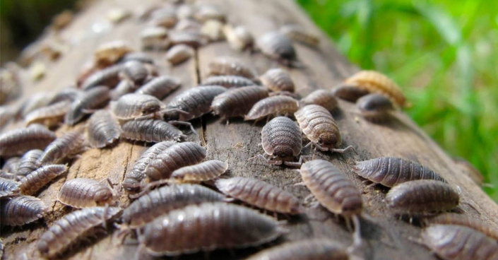 Stinka obecná (Porcellio scaber) 