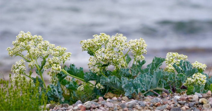 Katrán přímořský (Crambe maritima)