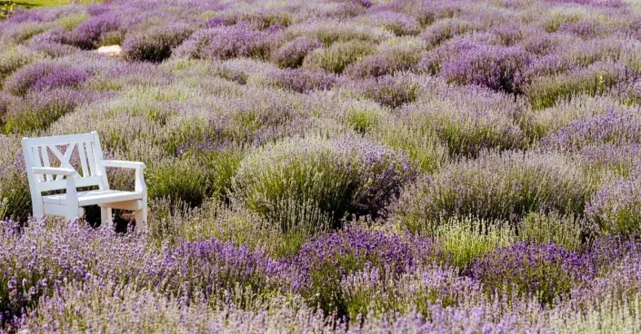 Středomořská zahrada