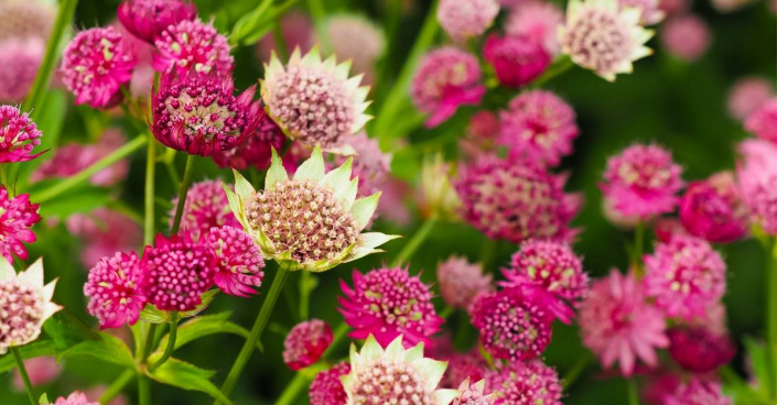 Květy jarmanky větší (Astrantia major)