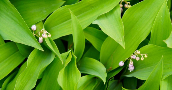 Konvalinka vonná (Convallaria majalis) 'Rosea'