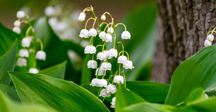 Konvalinka vonná (Convallaria majalis) 