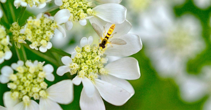 Paprska velkokvětá (Orlaya grandiflora)