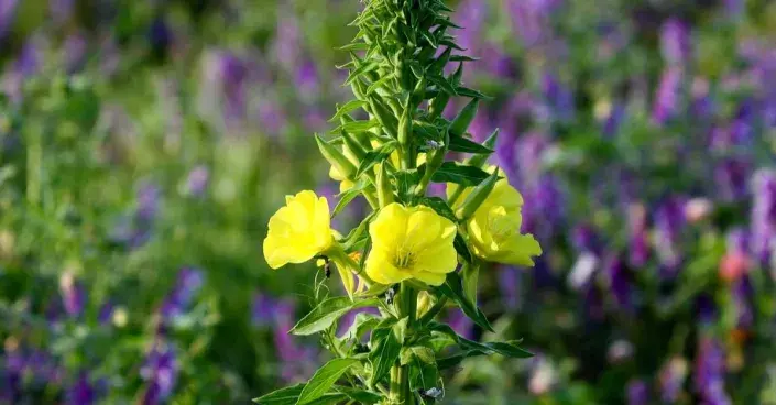 Pupalka dvouletá (Oenothera biennis)