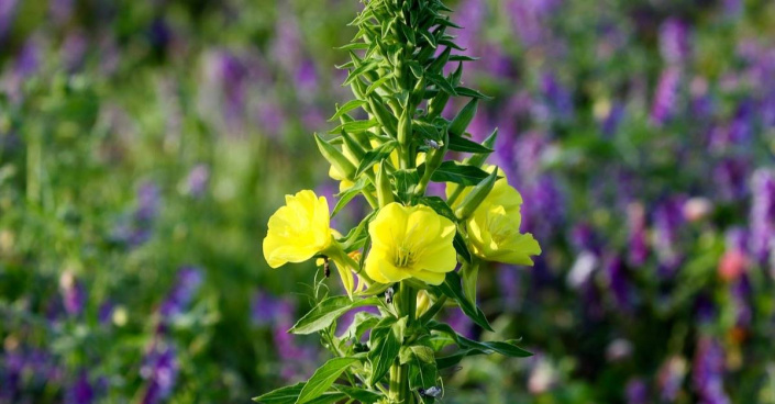 Pupalka dvouletá (Oenothera biennis)