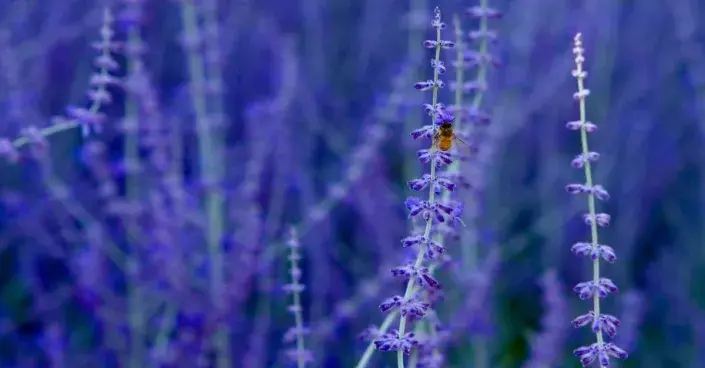 Perovskie (Perovskia)