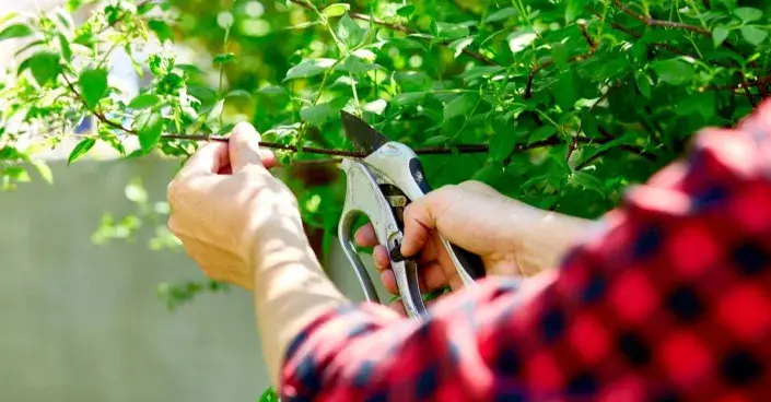 Odběr polovyzrálého řízku růže Odběr polovyzrálého řízku růže