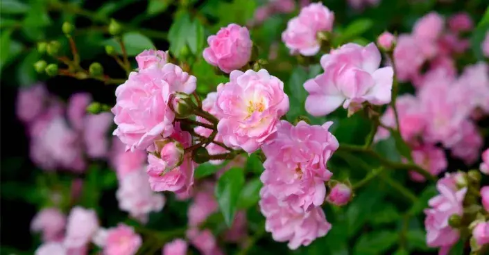 Kvetoucí výhon půdopokryvné růže 'The Fairy' Kvetoucí výhon půdopokryvné růže 'The Fairy'