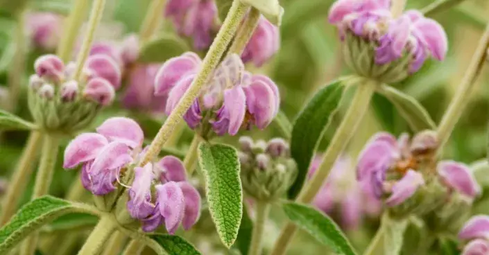 Sápa italská (Phlomis italica)