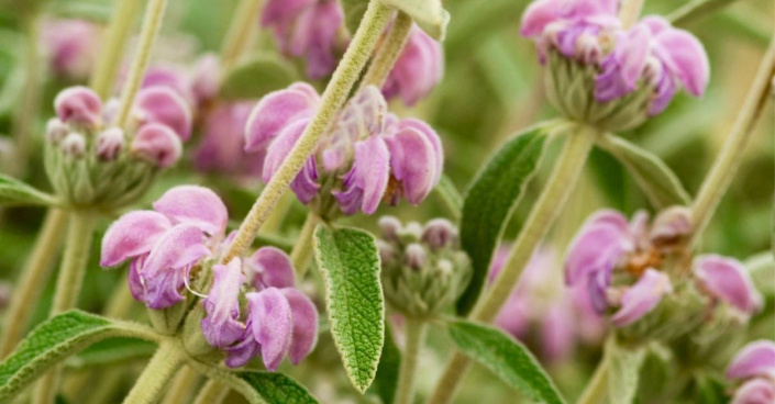 Sápa italská (Phlomis italica)