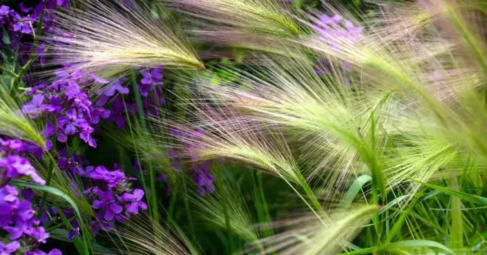 Ječmen hřivnatý (Hordeum jubatum) Ječmen hřivnatý (Hordeum jubatum)