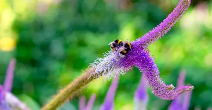 Rozrazilovec viržinský (Veronicastrum virginicum) Rozrazilovec viržinský (Veronicastrum virginicum)