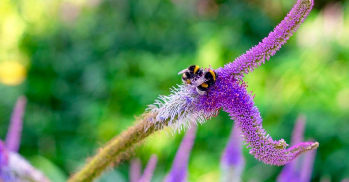 Rozrazilovec viržinský (Veronicastrum virginicum)