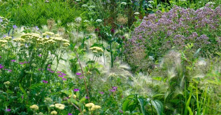 Záhon s ječmenem hřivnatým (Hordeum jubatum) Záhon s ječmenem hřivnatým (Hordeum jubatum)