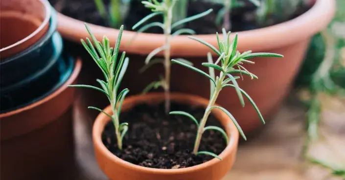 Řízkování levandule